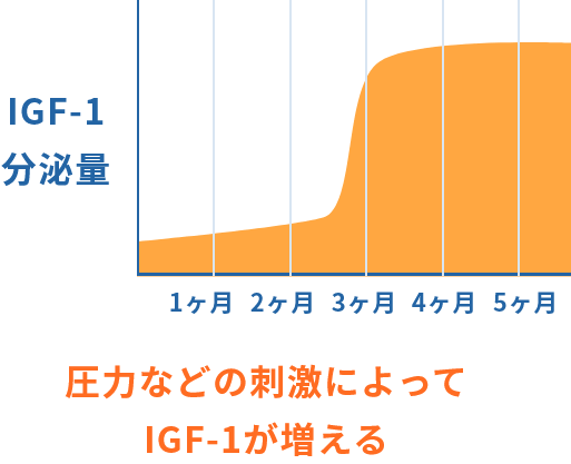 圧力などの刺激によってIGF-1が増える
